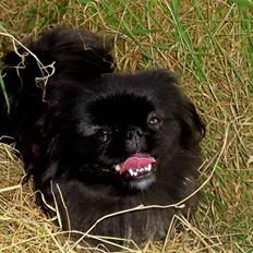 Pekingeser Borrings(Lulu)Sjuss den 4