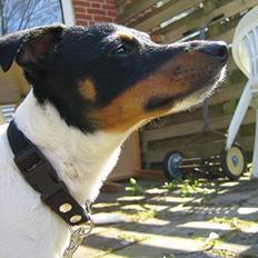 Dansk svensk gaardhund Bølle