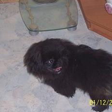 Pekingeser Borrings(Lulu)Sjuss den 4