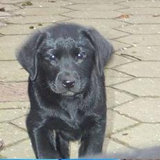 Labrador retriever Diesel (fars hund)