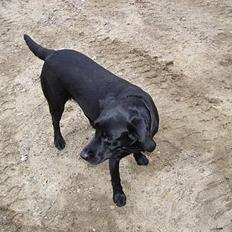 Labrador retriever Diesel (fars hund)