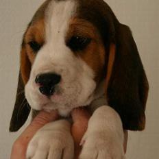 Beagle Taz
