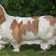 Basset hound Walter R.I.P