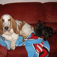 Basset hound Walter R.I.P