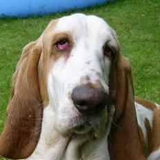 Basset hound Walter R.I.P