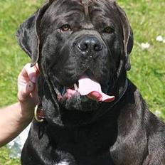 Cane corso Bonzo