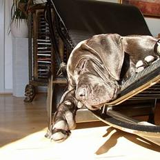 Cane corso Bonzo