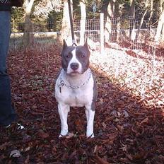 Amerikansk staffordshire terrier skyblue´s kiss o´the phan