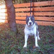 Amerikansk staffordshire terrier skyblue´s kiss o´the phan