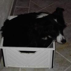 Border collie Cindy