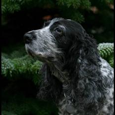 Cocker spaniel Antali' Ronja :b