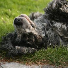 Cocker spaniel Antali' Ronja :b