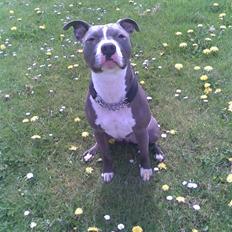 Amerikansk staffordshire terrier Tyson R.I.P