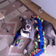 Amerikansk staffordshire terrier Tyson R.I.P