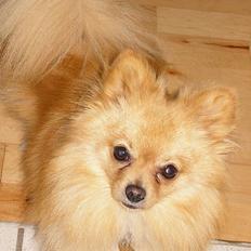 Pomeranian Amos