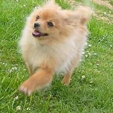 Pomeranian Amos