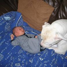 Amerikansk bulldog Terkel