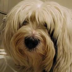 Tibetansk terrier Spock