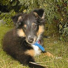 Shetland sheepdog Rickey