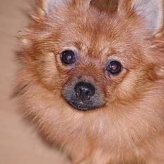 Pomeranian trold