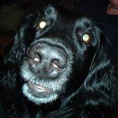 Flat coated retriever blackie (R.I.P)