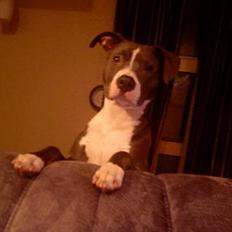 Amerikansk staffordshire terrier Tyson R.I.P