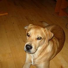 Blanding af racer Molly