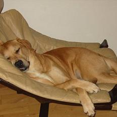 Blanding af racer Molly