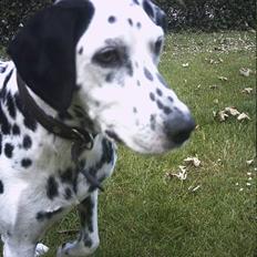 Dalmatiner Nina Vovsen. RIP