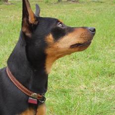 Dvaergpinscher Felix