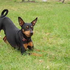 Dvaergpinscher Felix