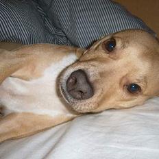 Staffordshire bull terrier (engelsk) Zenna