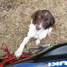 Kleiner münsterländer Tasha