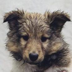 Shetland sheepdog Cassie