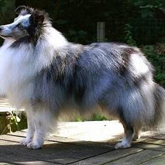 Shetland sheepdog Dumbo