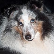 Shetland sheepdog Dumbo