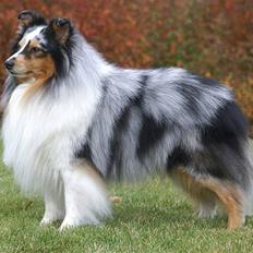 Shetland sheepdog Sofus