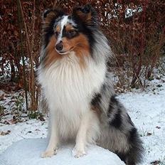 Shetland sheepdog Sofus