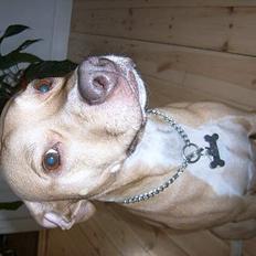 Staffordshire bull terrier (engelsk) Zenna