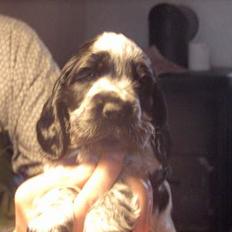 Cocker spaniel mille