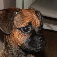 Blanding af racer Gismo