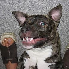 Amerikansk staffordshire terrier Elmo ( DøD)