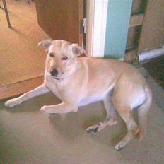 Blanding af racer Nala