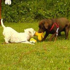 West highland white terrier Dodo KALDET TILDE R-I-P