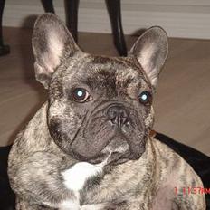Fransk bulldog Tyson