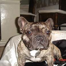 Fransk bulldog Tyson