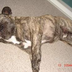 Fransk bulldog Tyson