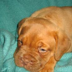 Dogue de bordeaux hooch