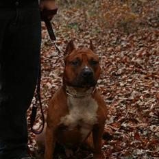 Amerikansk staffordshire terrier Kobe *R.I.P*