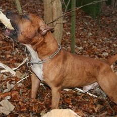 Amerikansk staffordshire terrier Kobe *R.I.P*